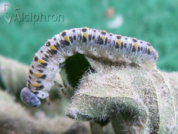 Cimbex quadrimaculatus