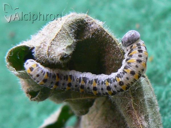 Cimbex quadrimaculatus