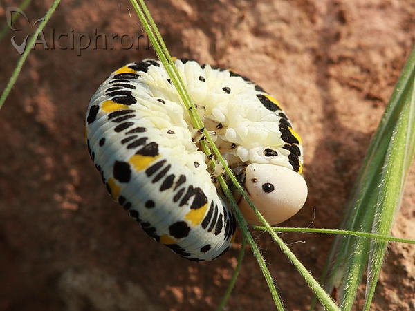 Cimbex quadrimaculatus