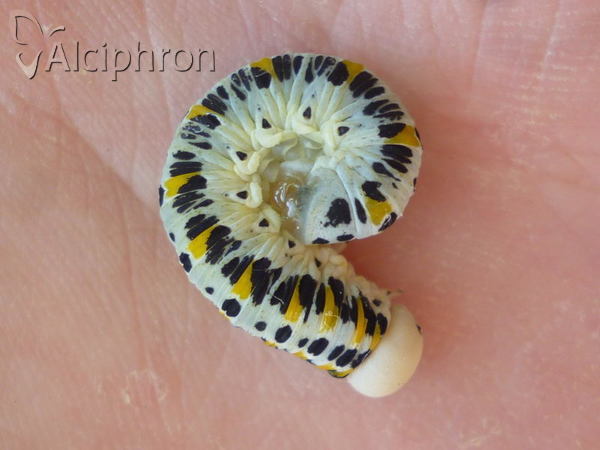 Cimbex quadrimaculatus