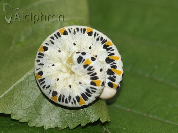 Cimbex quadrimaculatus