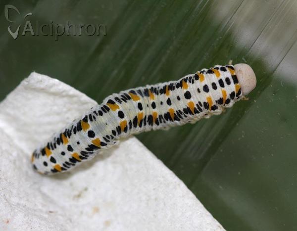 Cimbex quadrimaculatus