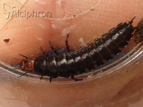 Carabus violaceus