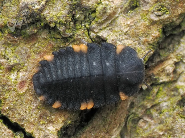 Endomychus coccineus