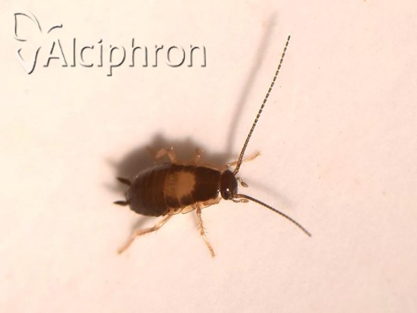 Blattella germanica
