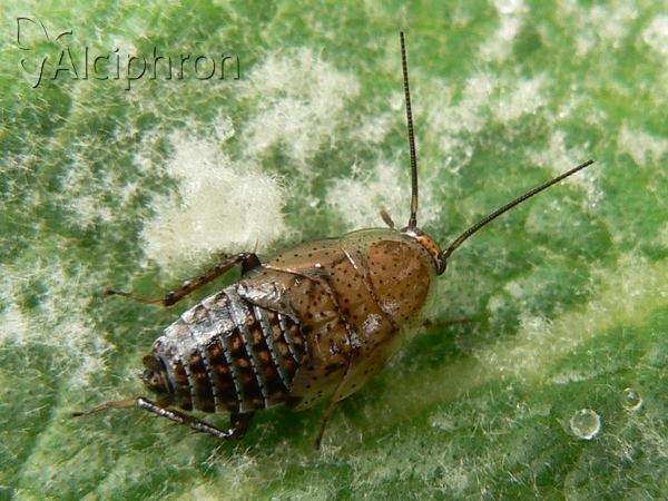 Ectobius lapponicus