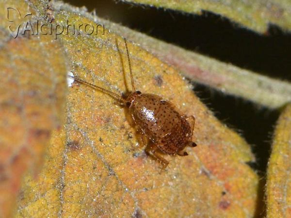 Ectobius lapponicus