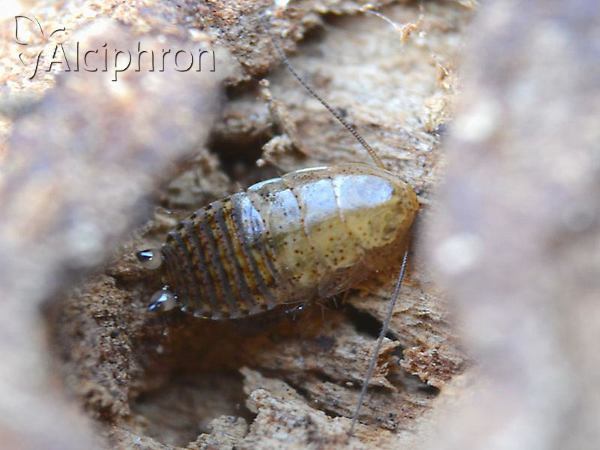 Ectobius lapponicus