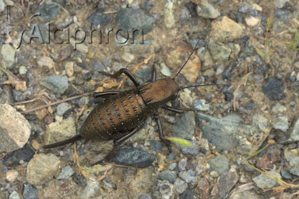Bradyporus dasypus