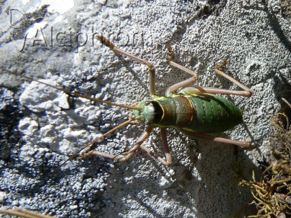 Ephippiger ephippiger