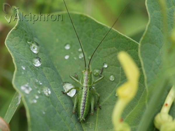 Tettigonia viridissima