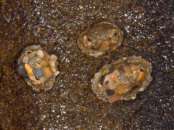 Agapetus fuscipes
