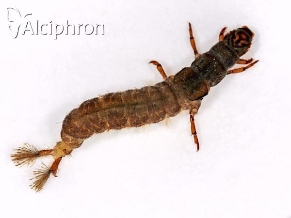 Hydropsyche fulvipes