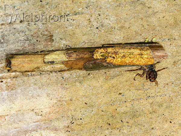 Grammotaulius nigropunctatus
