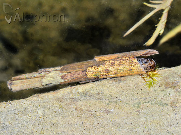 Grammotaulius nigropunctatus