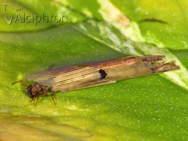 Grammotaulius nigropunctatus
