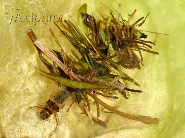 Limnephilus marmoratus