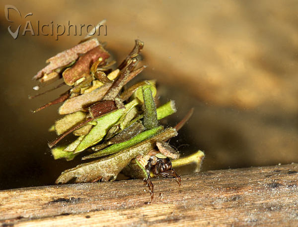 Limnephilus marmoratus