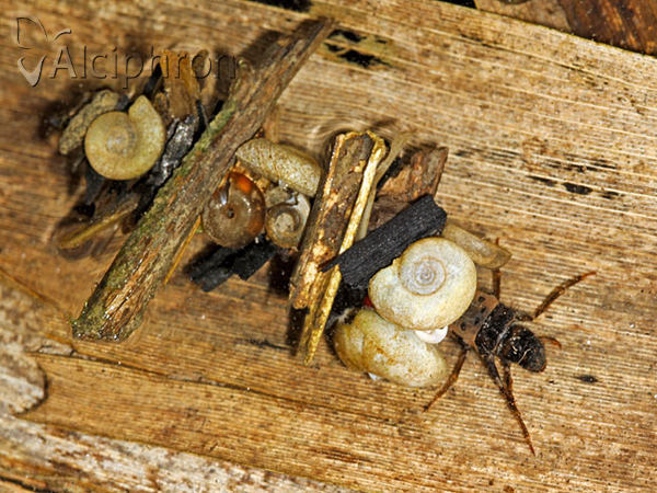 Limnephilus rhombicus