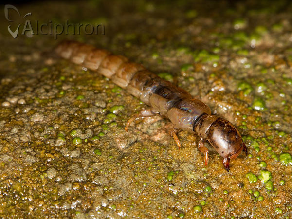 Polycentropus flavomaculatus