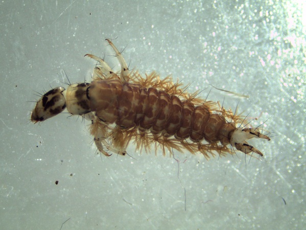 Rhyacophila fasciata