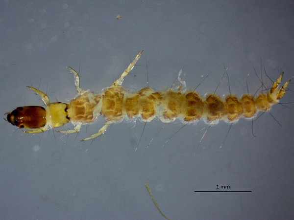 Rhyacophila tristis