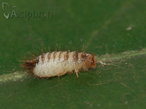 Anthrenus verbasci