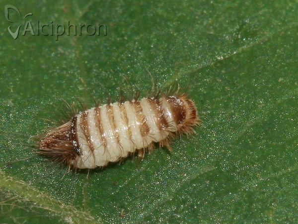 Anthrenus verbasci