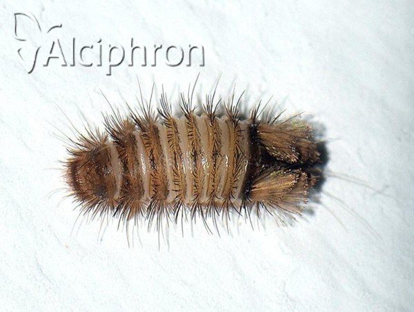 Anthrenus verbasci