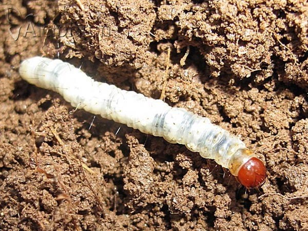 Triodia sylvina