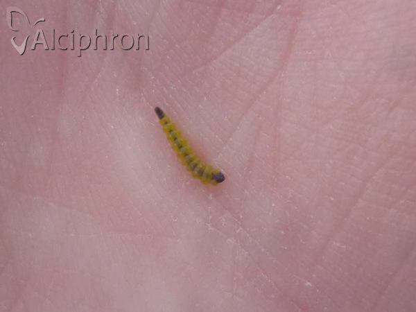 Coptotriche marginea