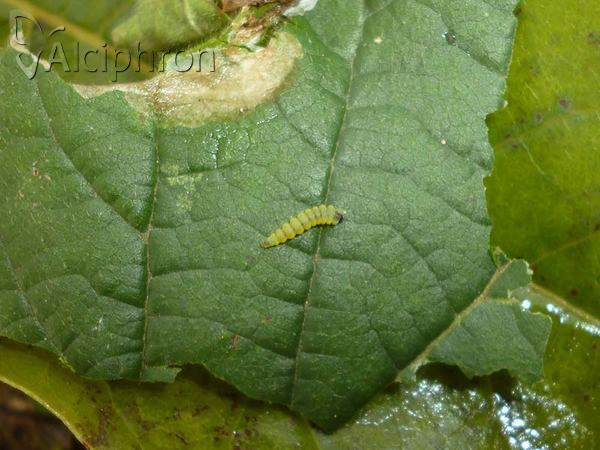 Coptotriche marginea