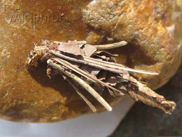 Canephora hirsuta