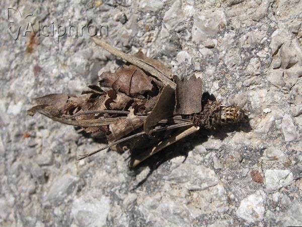 Canephora hirsuta