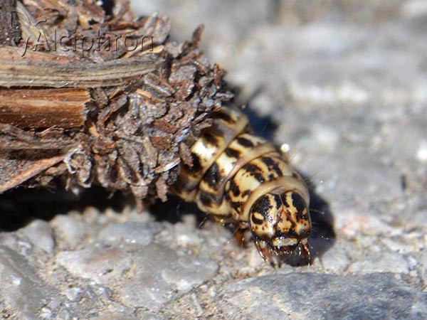 Canephora hirsuta