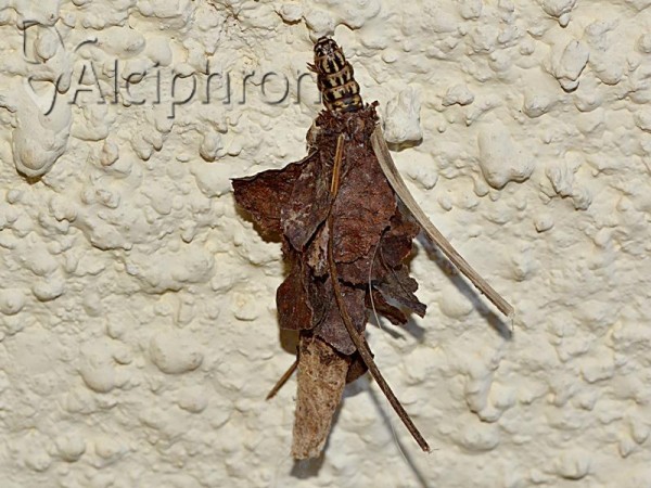 Canephora hirsuta