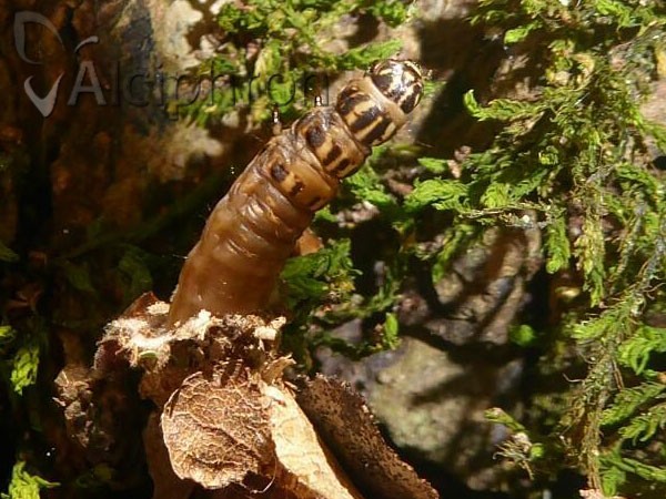 Canephora hirsuta
