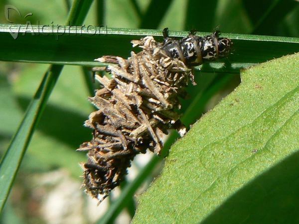 Ptilocephala pyrenaella