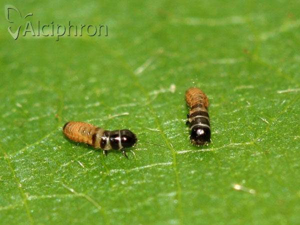 Megalophanes viciella