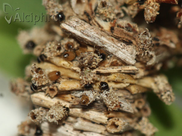 Megalophanes viciella