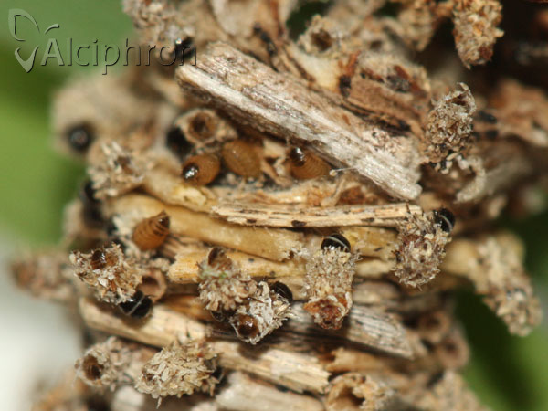 Megalophanes viciella