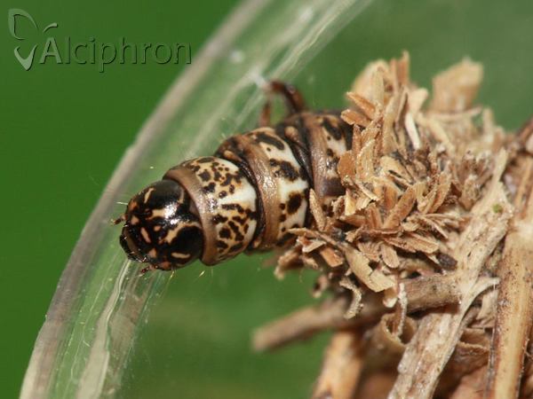 Megalophanes viciella