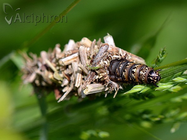 Megalophanes viciella