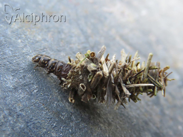 Megalophanes viciella