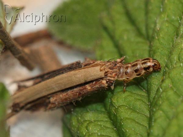 Psyche crassiorella