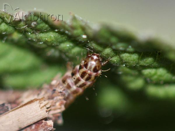 Psyche crassiorella