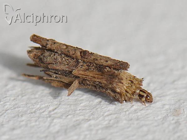 Psyche crassiorella