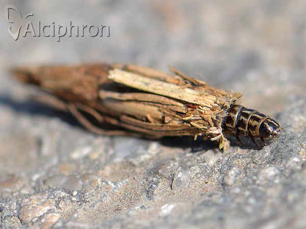 Psyche crassiorella