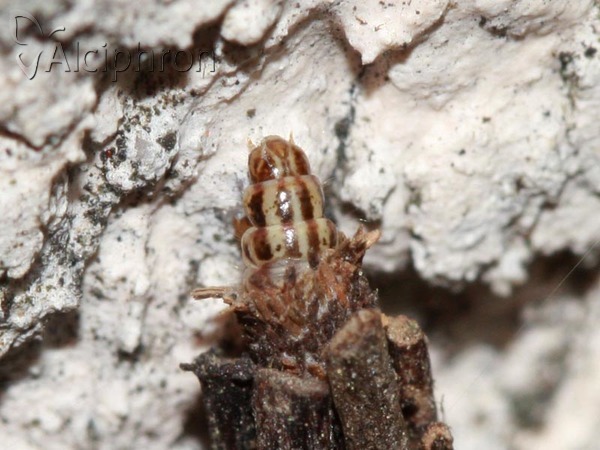 Psyche crassiorella