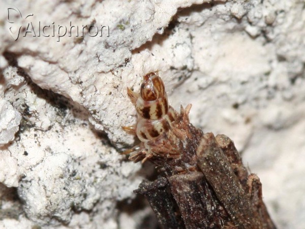 Psyche crassiorella